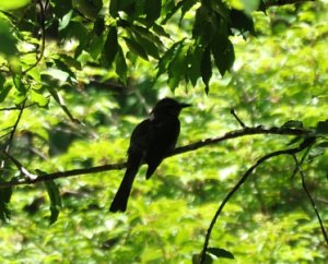 野鳥がいた